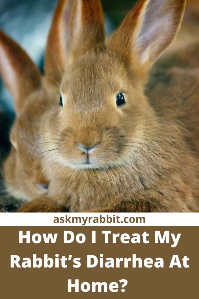 How Do I Treat My Rabbit’s Diarrhea At Home?