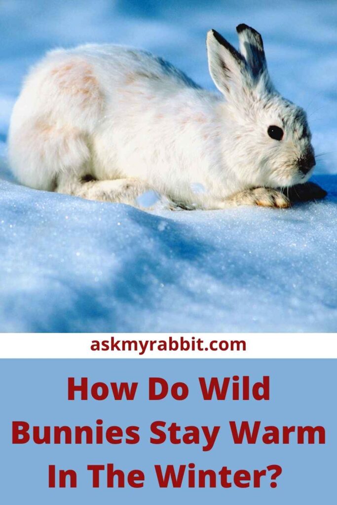 How Do Wild Bunnies Stay Warm In The Winter?