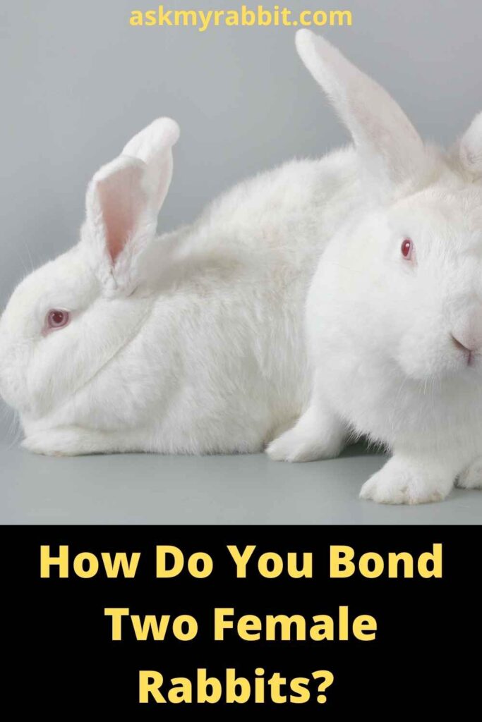 How Do You Bond Two Female Rabbits?
