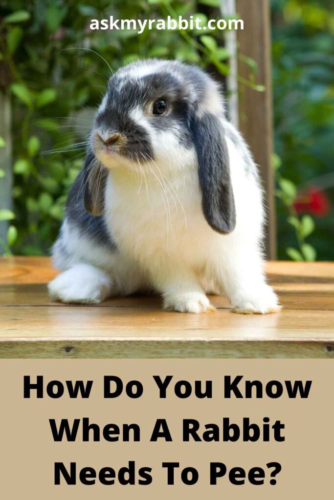 How Do You Know When A Rabbit Needs To Pee?