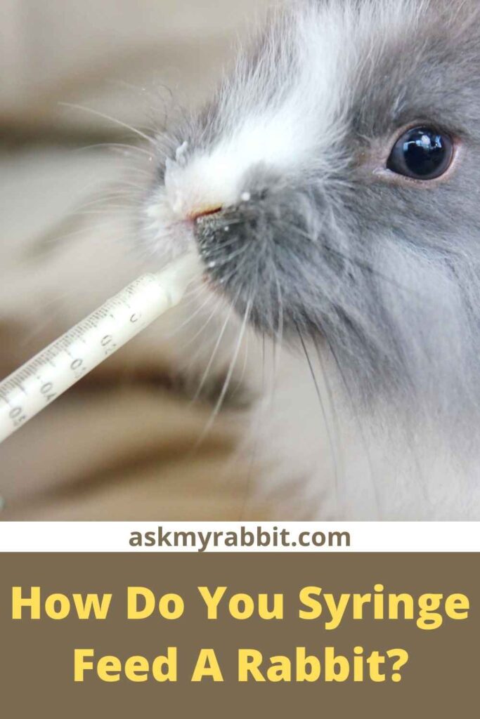 How Do You Syringe Feed A Rabbit?