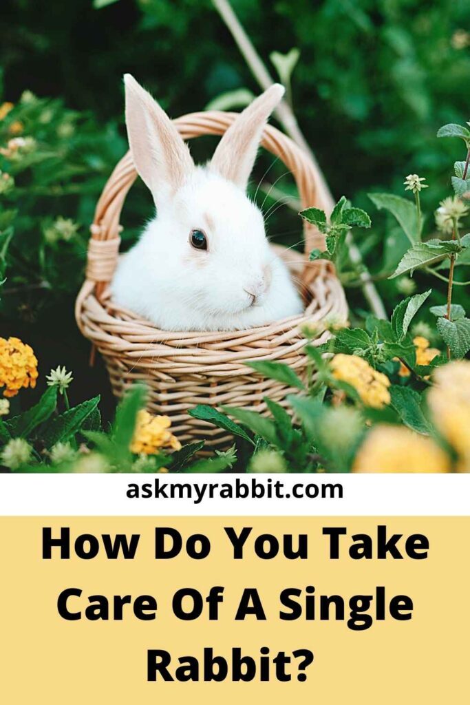 How Do You Take Care Of A Single Rabbit?