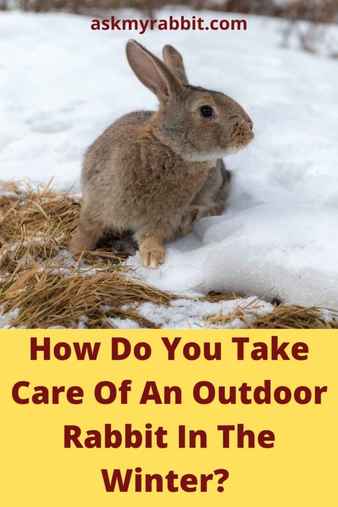 How Do You Take Care Of An Outdoor Rabbit In The Winter?