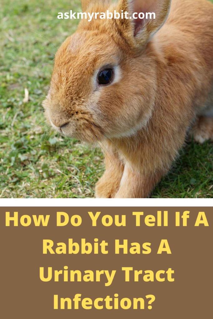 How Do You Tell If A Rabbit Has A Urinary Tract Infection?