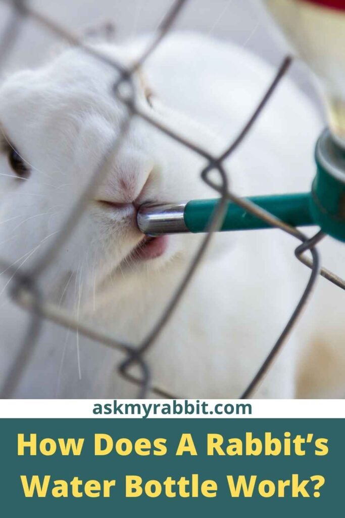 How Does A Rabbit’s Water Bottle Work?