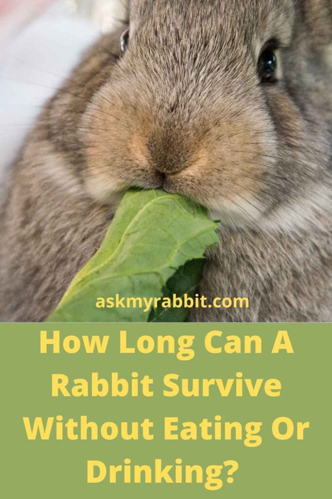 How Long Can A Rabbit Survive Without Eating Or Drinking?