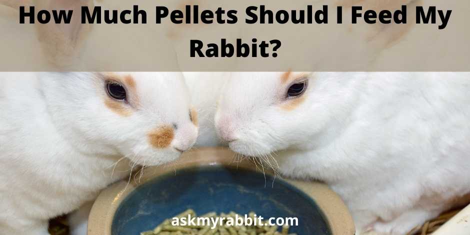 How Much Pellets Should I Feed My Rabbit?