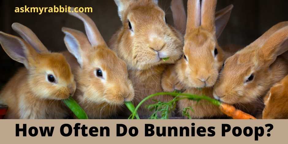 How Often Do Bunnies Poop?