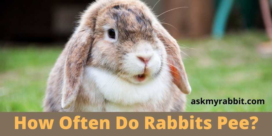 How Often Do Rabbits Pee?