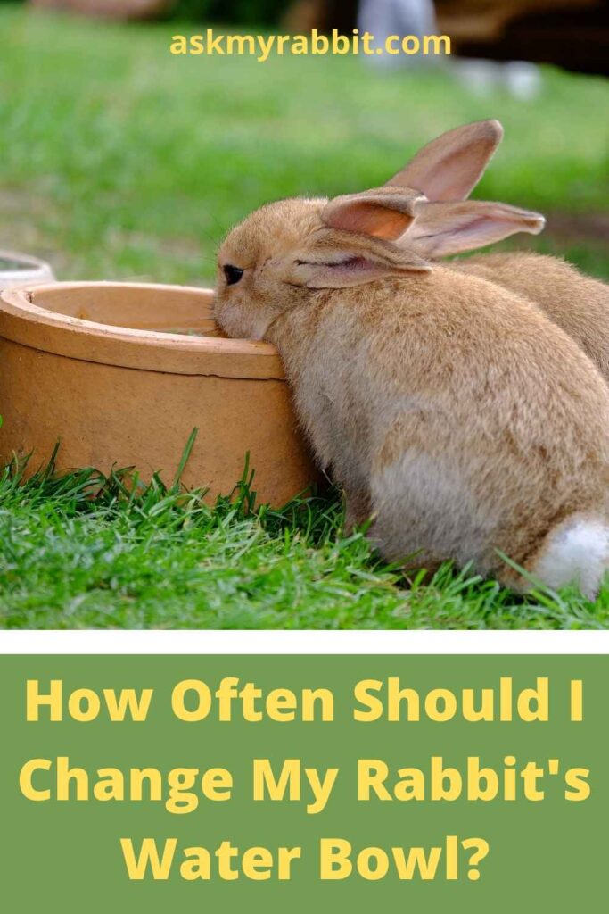 How Often Should I Change My Rabbit's Water Bowl?