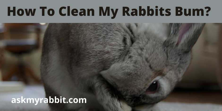 How To Clean My Rabbits Bum?