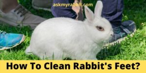 How To Clean Rabbit’s Feet?
