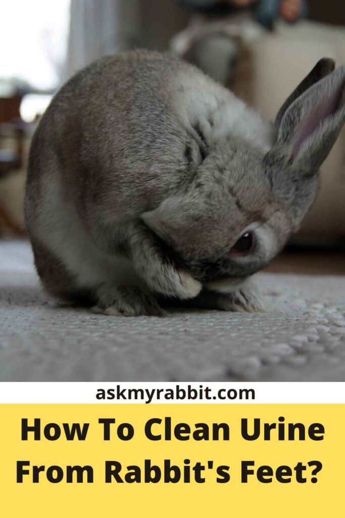 How To Clean Urine From Rabbit's Feet?