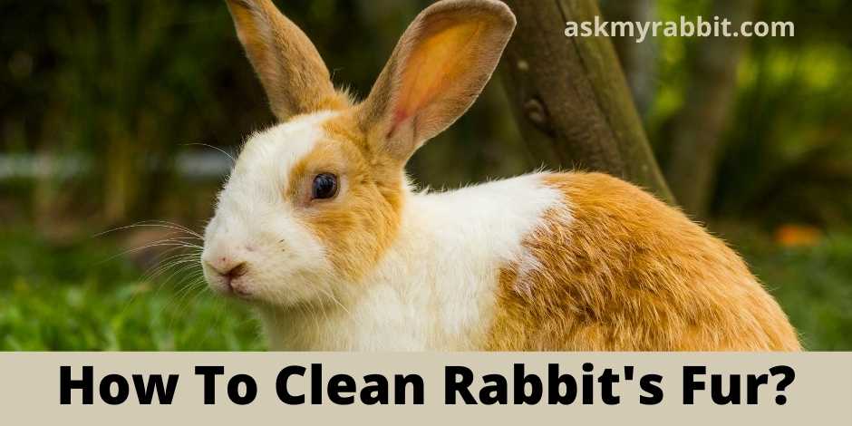 How To Clean Rabbit's Fur?