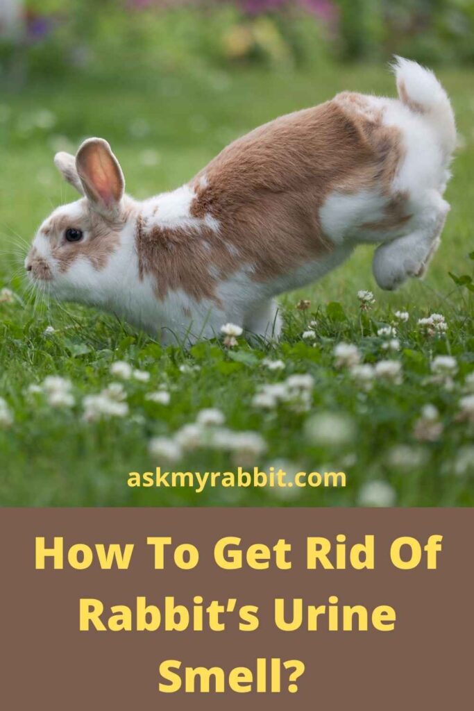 How To Get Rid Of Rabbit’s Urine Smell?