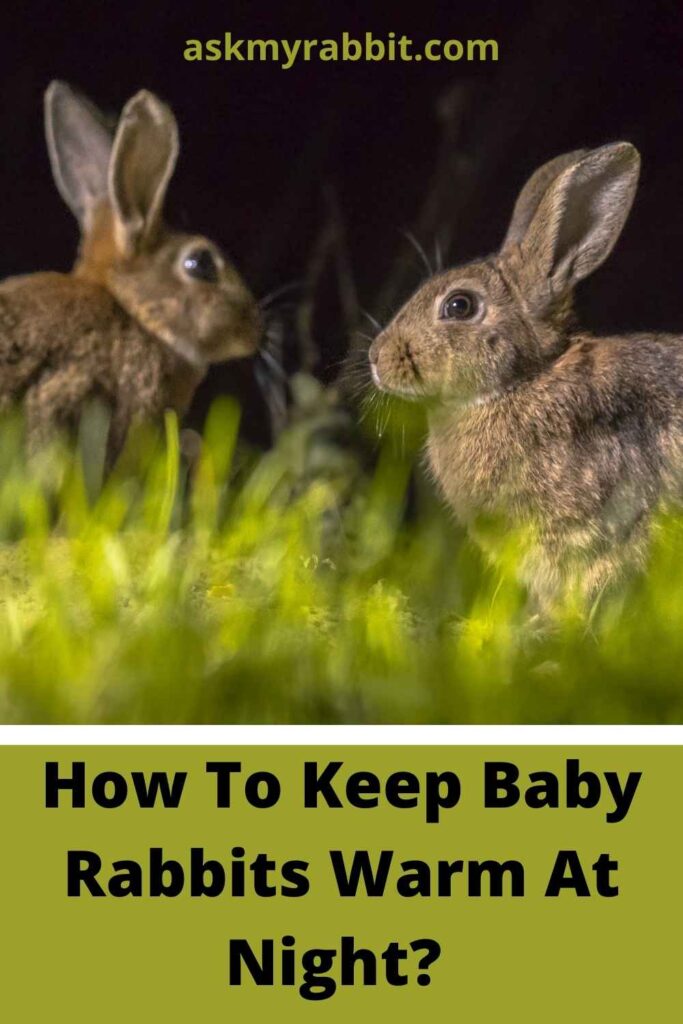 How To Keep Baby Rabbits Warm At Night?