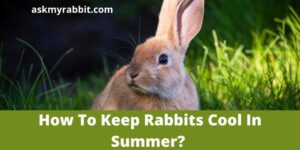 How To Keep Rabbits Cool In Summer?