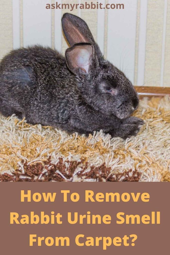 How To Remove Rabbit Urine Smell From Carpet?