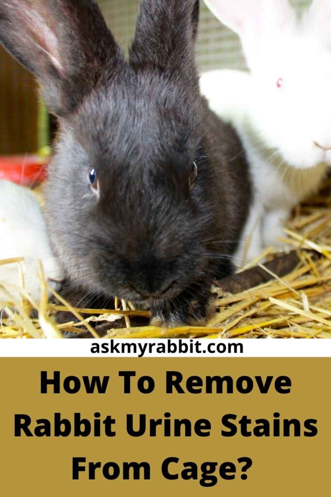 How To Remove Rabbit Urine Stains From Cage?