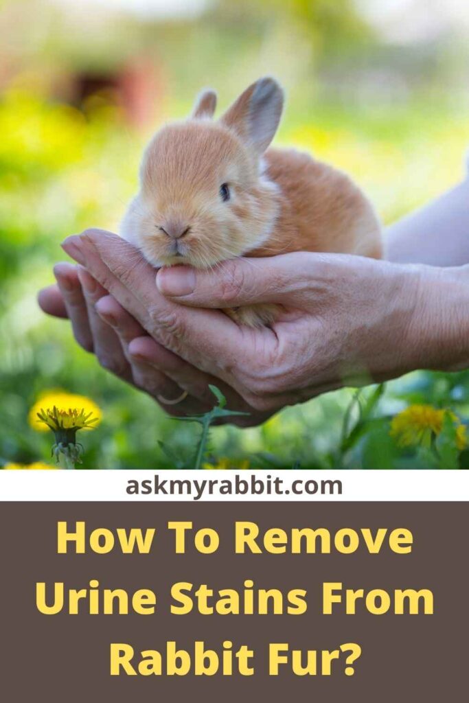 How To Remove Urine Stains From Rabbit Fur?
