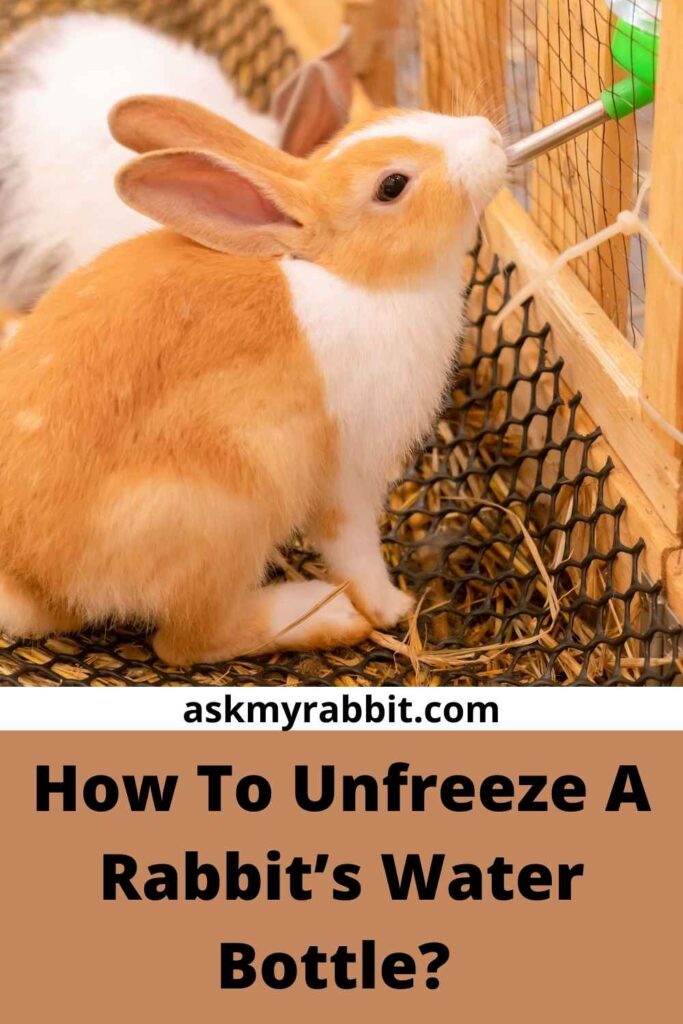 How To Unfreeze A Rabbit’s Water Bottle?