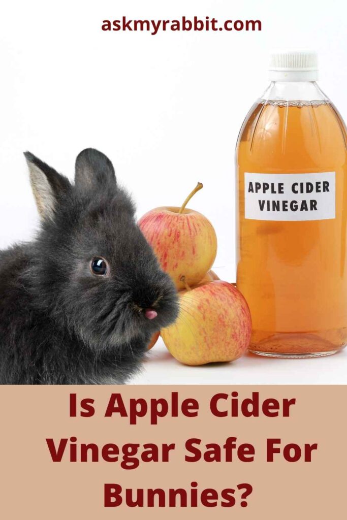 Is Apple Cider Vinegar Safe For Bunnies?
