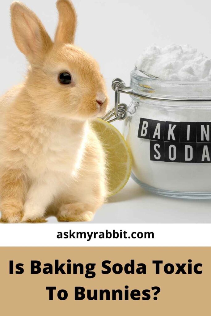 Is Baking Soda Toxic To Bunnies?