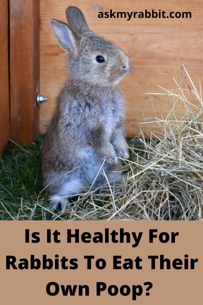 Is It Healthy For Rabbits To Eat Their Own Poop?