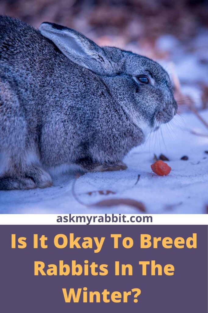 Is It Okay To Breed Rabbits In The Winter?