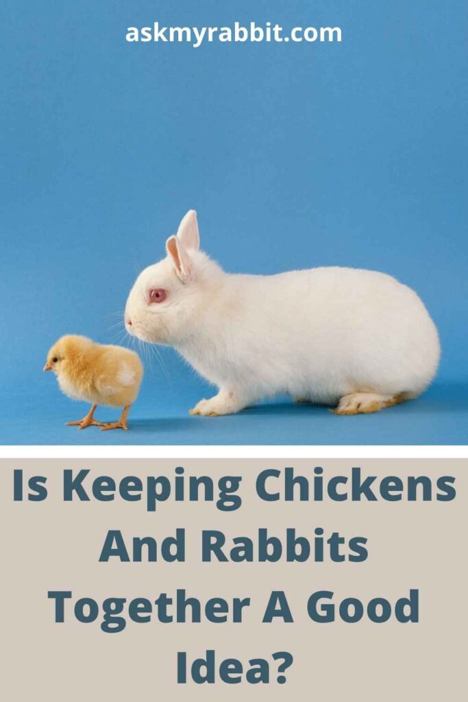 Is Keeping Chickens And Rabbits Together A Good Idea?