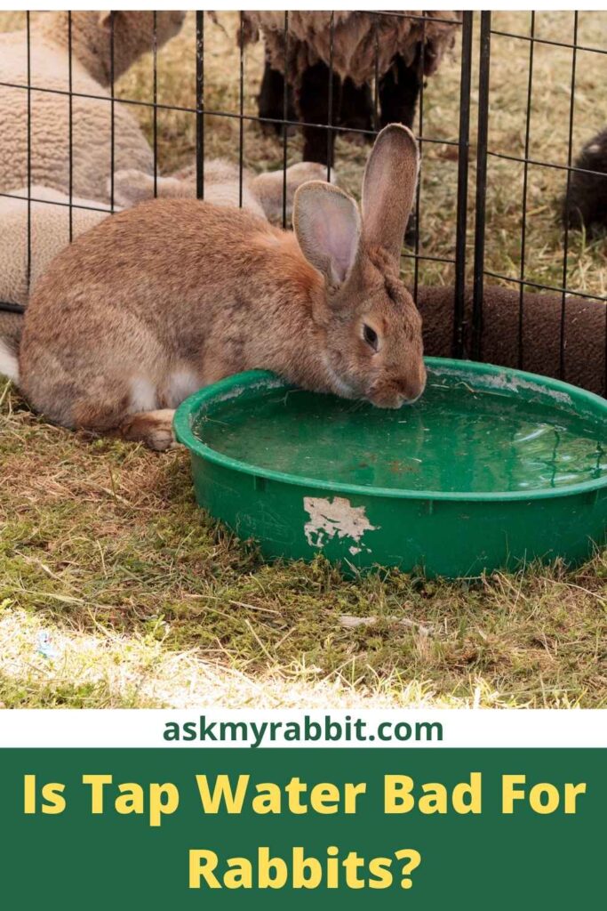 Is Tap Water Bad For Rabbits?