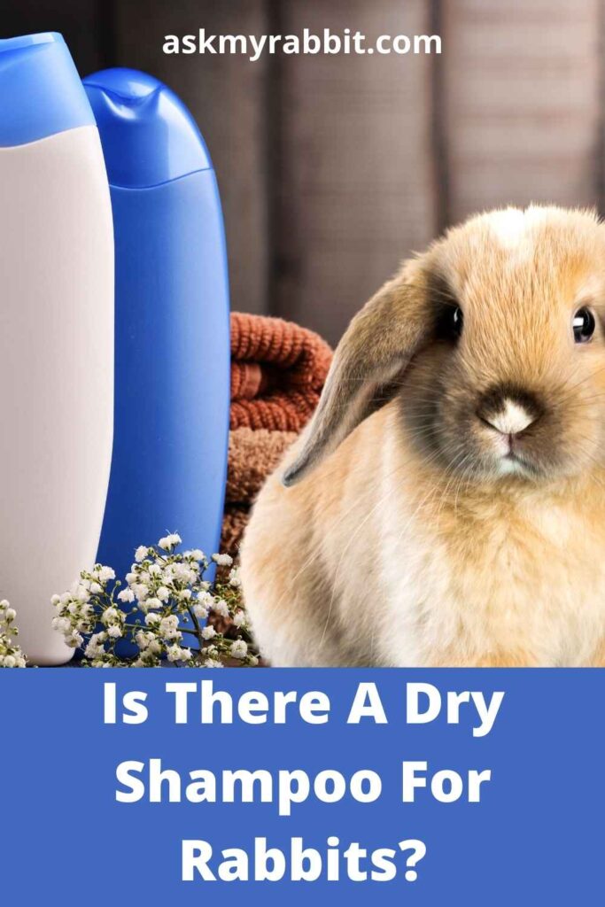 Is There A Dry Shampoo For Rabbits?