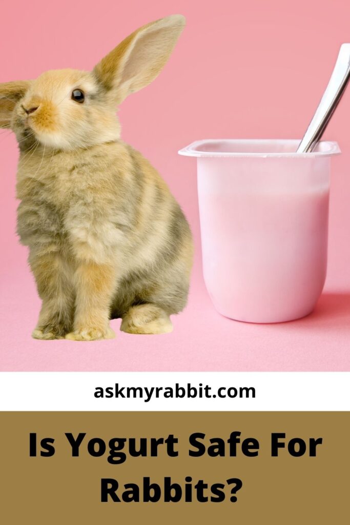 Is Yogurt Safe For Rabbits?