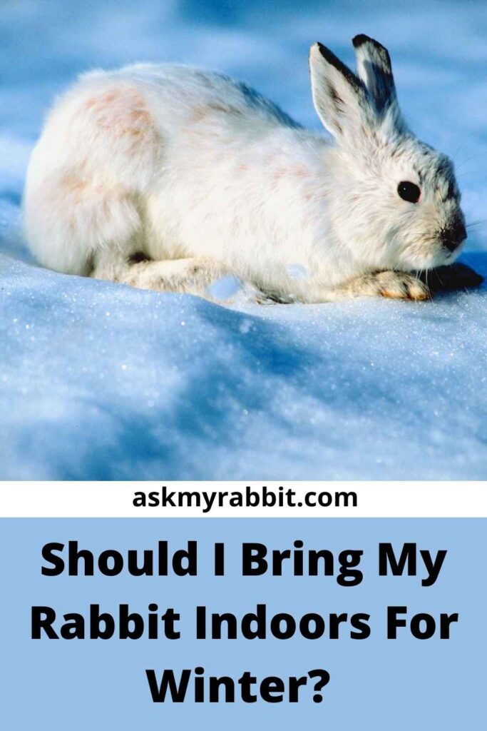 Should I Bring My Rabbit Indoors For Winter?