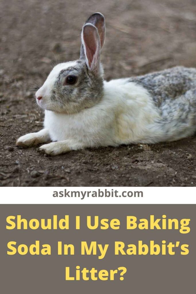 Should I Use Baking Soda In My Rabbit’s Litter?