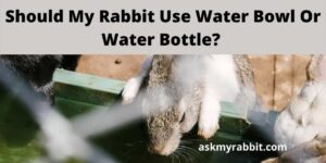 Should My Rabbit Use Water Bowl Or Water Bottle?