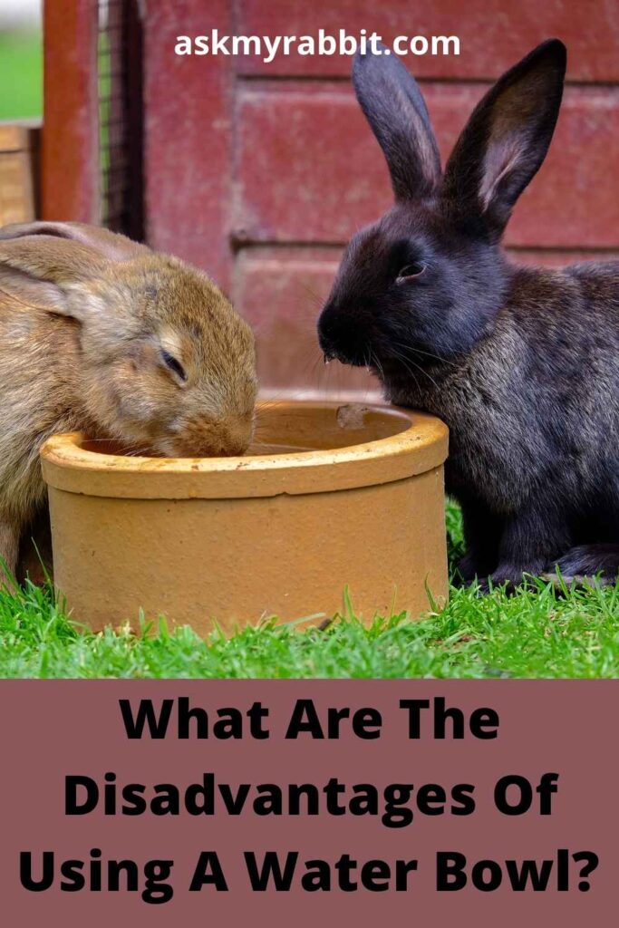 What Are The Disadvantages Of Using A Water Bowl?