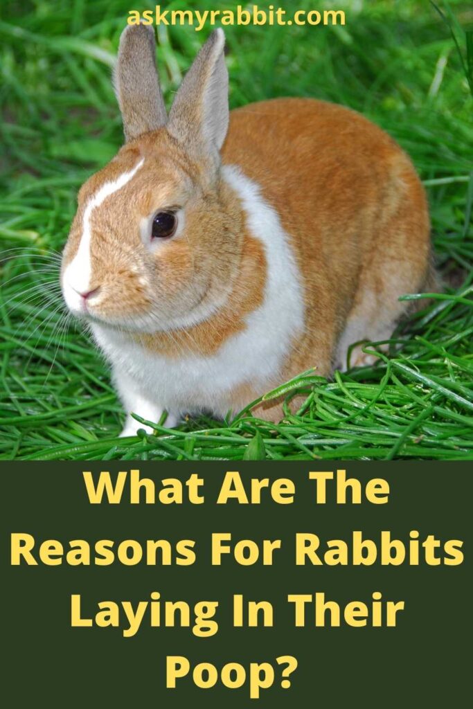 What Are The Reasons For Rabbits Laying In Their Poop?