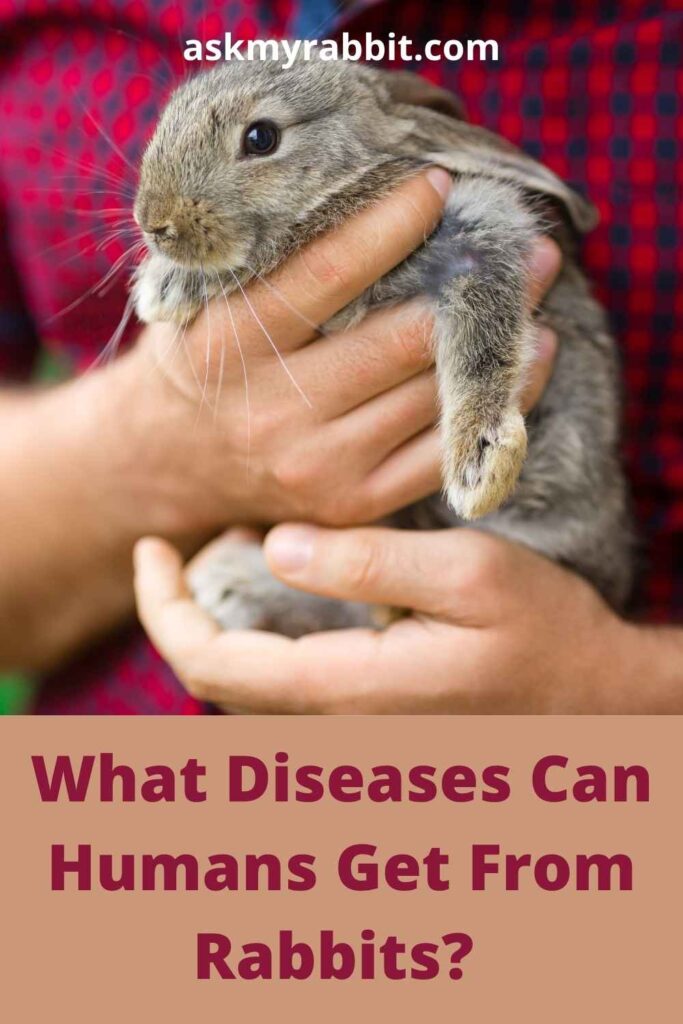 What Diseases Can Humans Get From Rabbits?