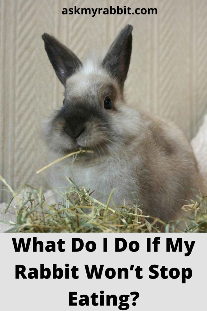 What Do I Do If My Rabbit Won’t Stop Eating?