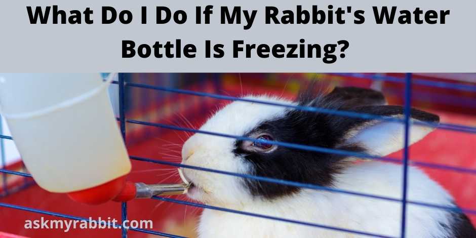 What Do I Do If My Rabbit's Water Bottle Is Freezing?