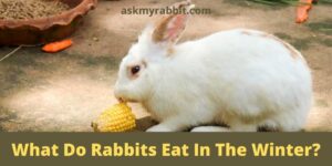 What Do Rabbits Eat In The Winter?