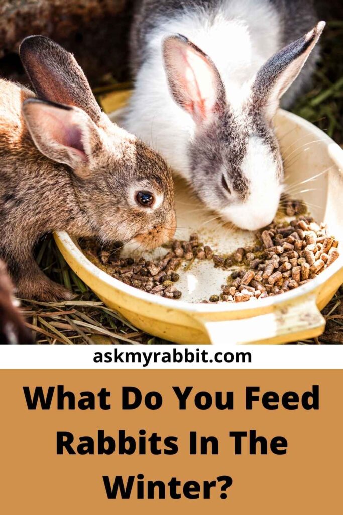 What Do You Feed Rabbits In The Winter?