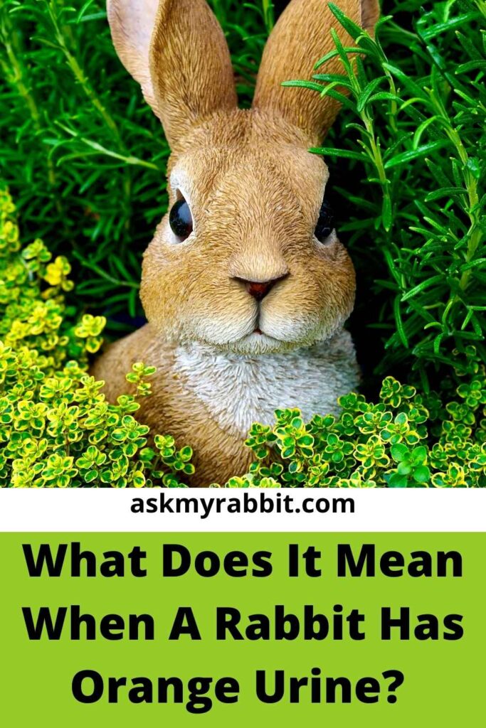 What Does It Mean When A Rabbit Has Orange Urine?