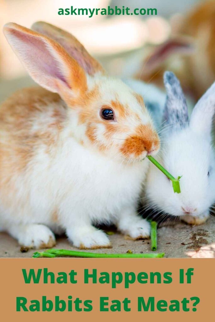 What Happens If Rabbits Eat Meat?