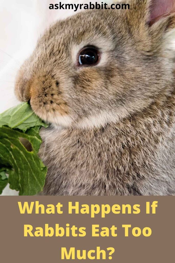 What Happens If Rabbits Eat Too Much?
