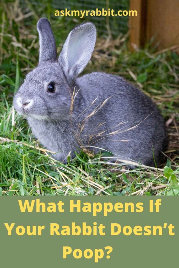 What Happens If Your Rabbit Doesn’t Poop?