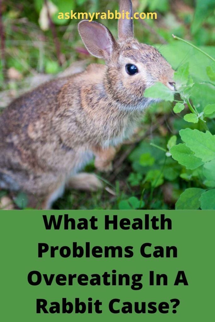 What Health Problems Can Overeating In A Rabbit Cause?
