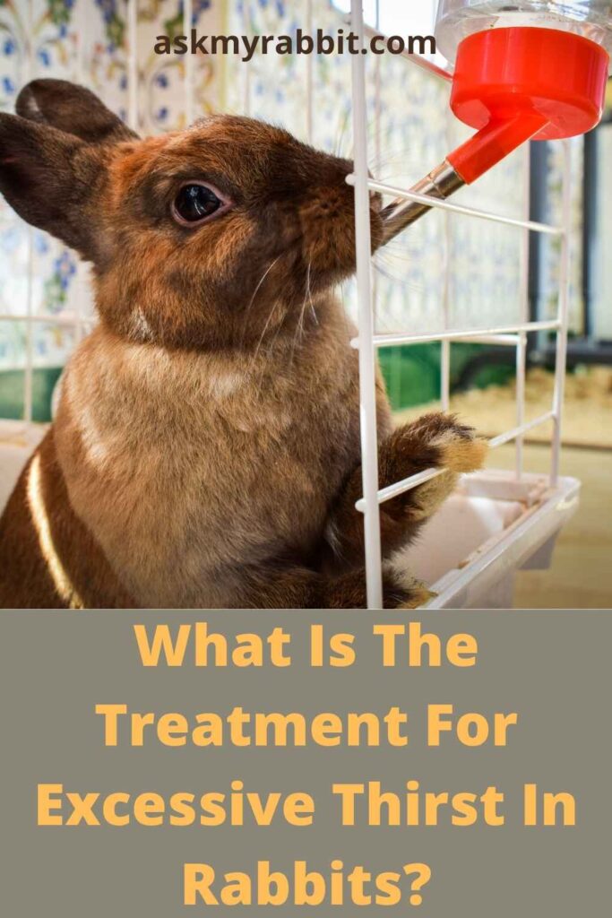 What Is The Treatment For Excessive Thirst In Rabbits?
