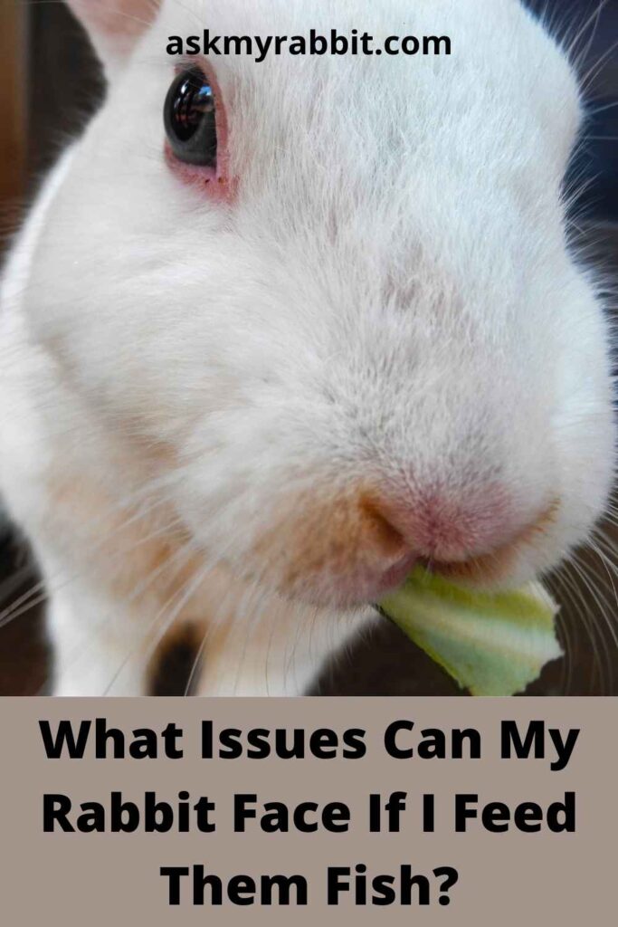 What Issues Can My Rabbit Face If I Feed Them Fish?